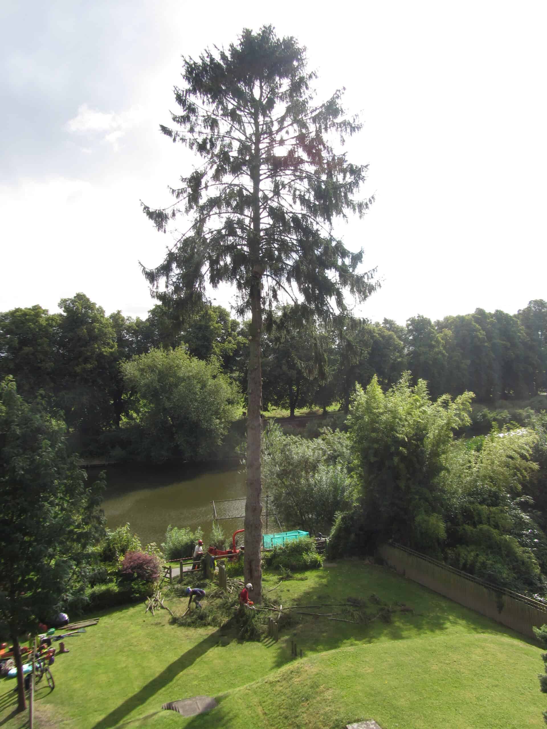 Spruce Tree Fell by the River Severn, Worcester