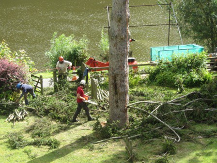 Spruce Tree Fell by the River Severn, Worcester