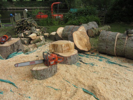 Spruce Tree Fell by the River Severn, Worcester