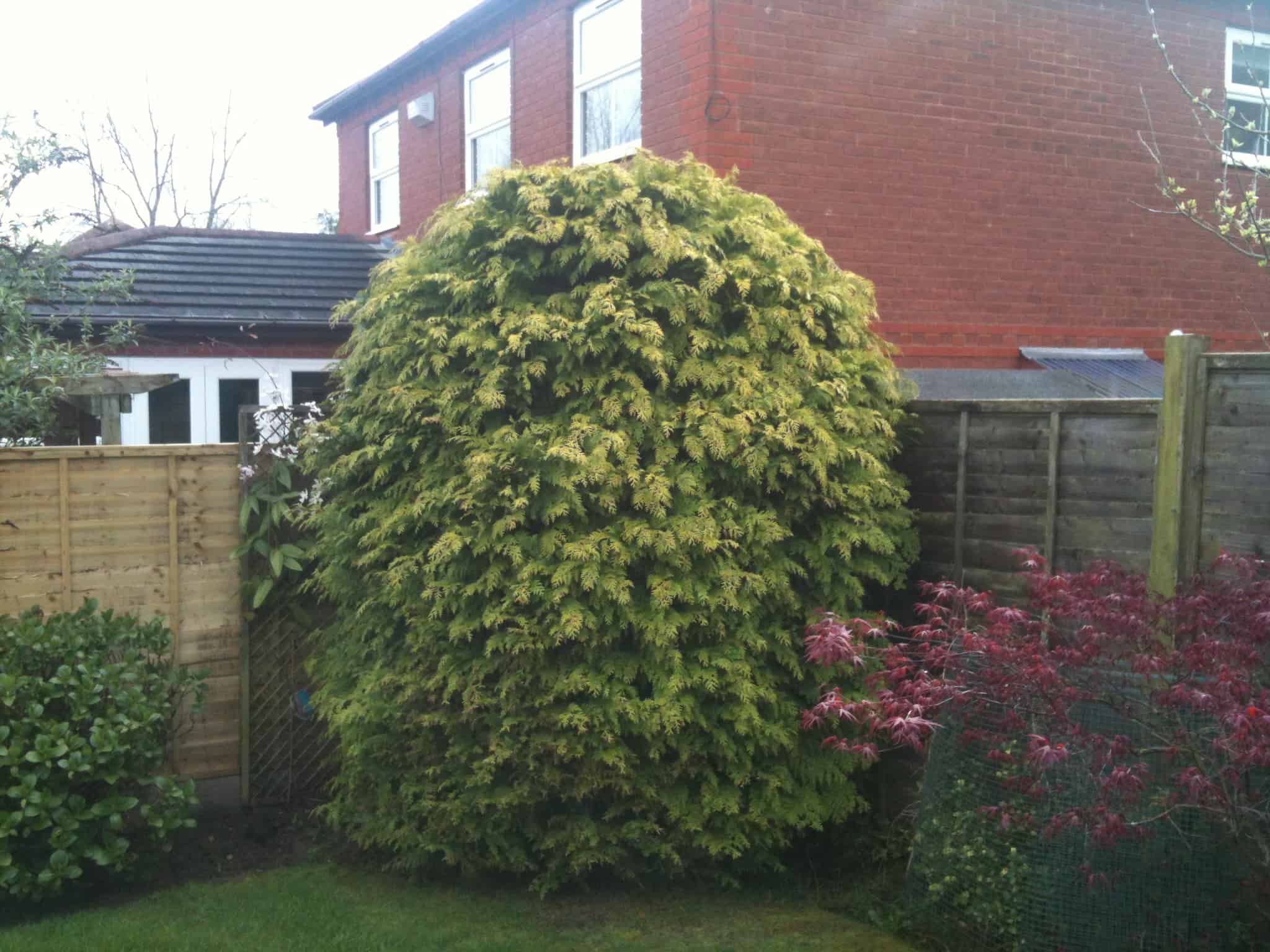 Conifer Trimming