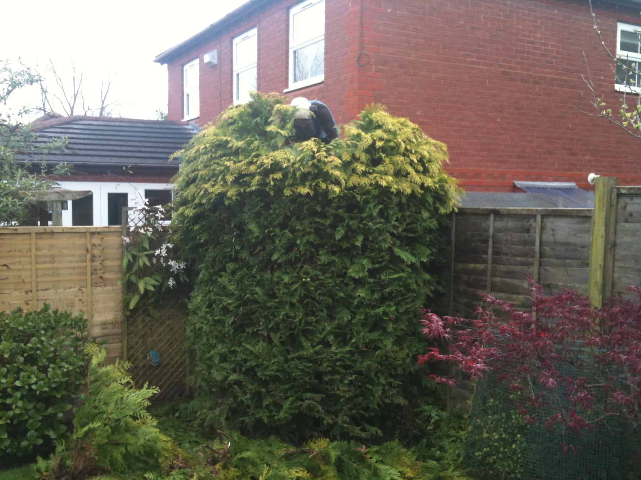 Conifer Trimming