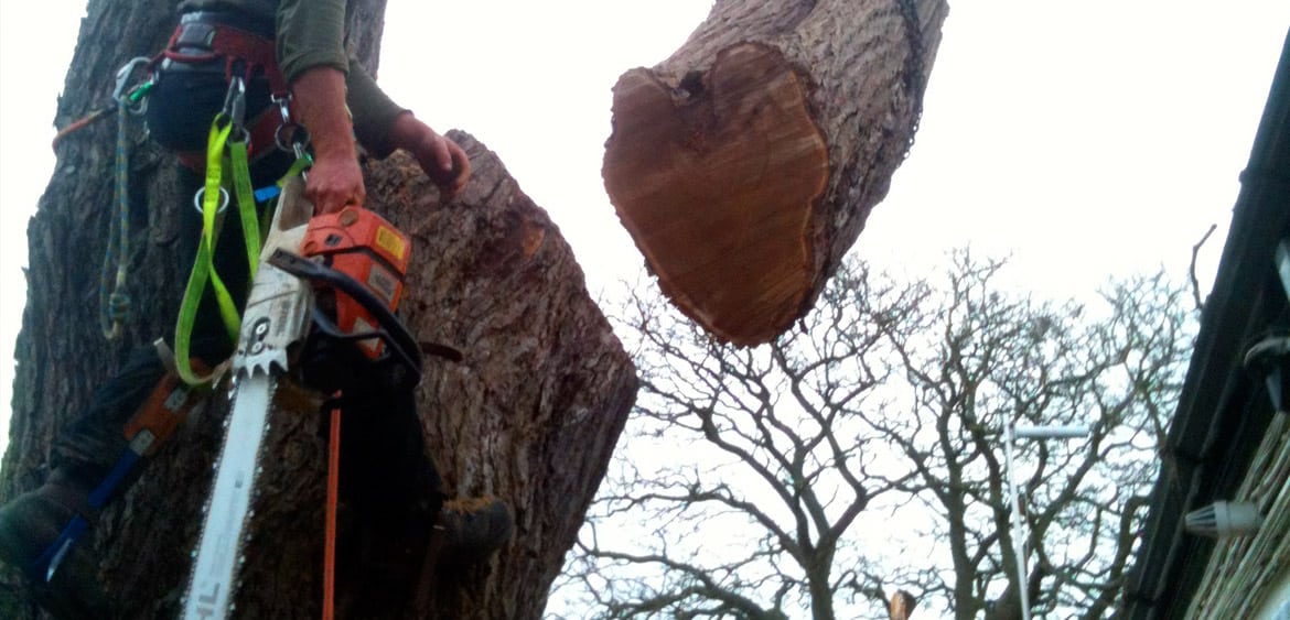 Faithful Tree Care was asked by Worcester Rowing Club to remove a large tree that had blown down in the recent storms and another tree next to it which was still standing but was in a potentially dangerous condition. Permission was kindly granted by Worcester Racecourse to work from their ground.