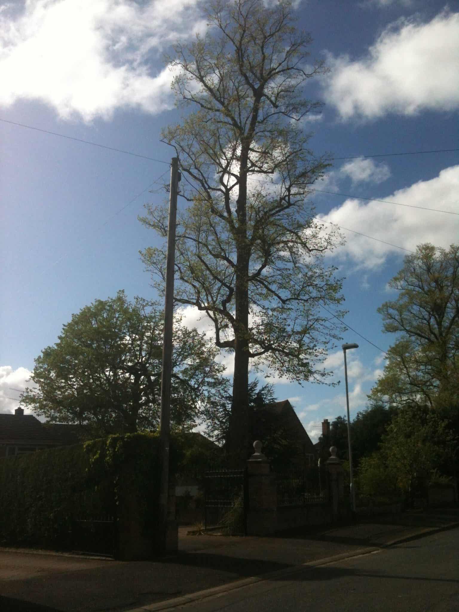 Work on trees covered by Tree Preservation Orders (TPO’s)