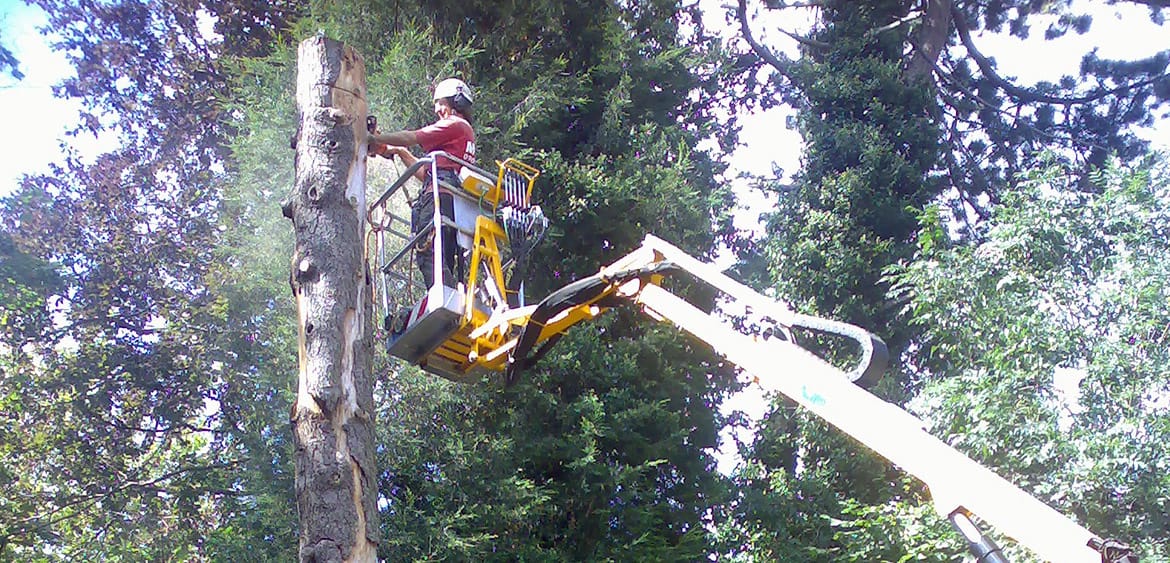 Crane & Cherry Picker Professional Arboricultural Services and Tree Felling