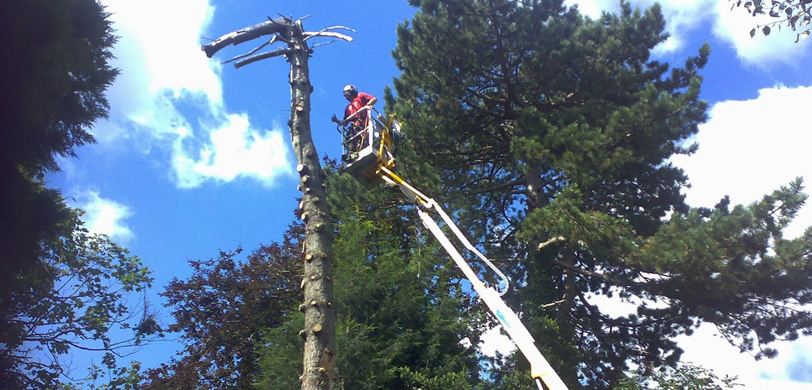 Crane & Cherry Picker Professional Arboricultural Services and Tree Felling